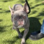 Moose is a Bulldog, French.