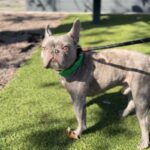 Moose is a Bulldog, French.