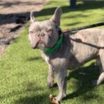 Moose is a Bulldog, French.