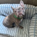 Moose is a Bulldog, French.