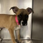 Nala is a Mixed Breed (Medium).