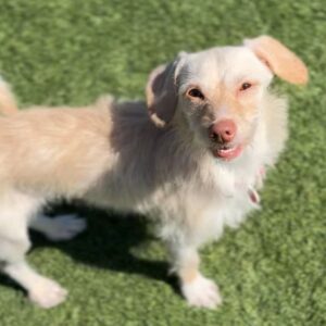 Fergie is a Chihuahua.