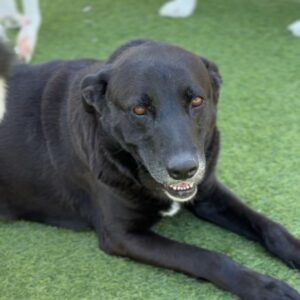 Andre is a Mixed Breed (Medium).