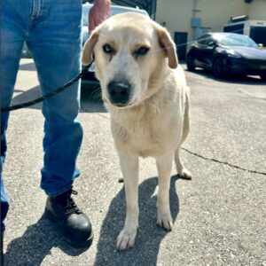 Romeo is a Retriever, Labrador.