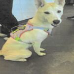 Molly is a Husky, Alaskan.