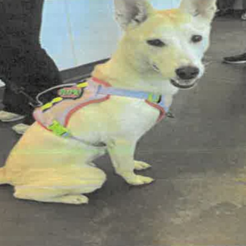 Molly is a Husky, Alaskan.