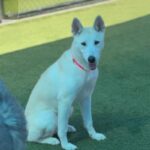 Molly is a Husky, Alaskan.