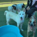 Molly is a Husky, Alaskan.