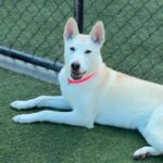 Molly is a Husky, Alaskan.