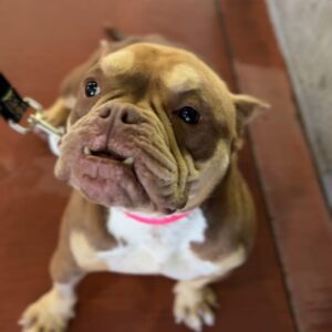 Sway is a Bulldog, French.