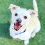 Enzo is a Terrier, Jack Russell.