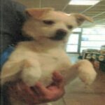 Enzo is a Terrier, Jack Russell.