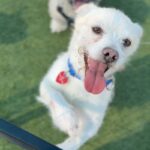 Enzo is a Terrier, Jack Russell.