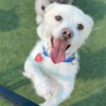 Enzo is a Terrier, Jack Russell.