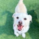 Enzo is a Terrier, Jack Russell.