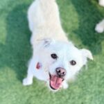 Enzo is a Terrier, Jack Russell.