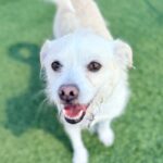 Enzo is a Terrier, Jack Russell.