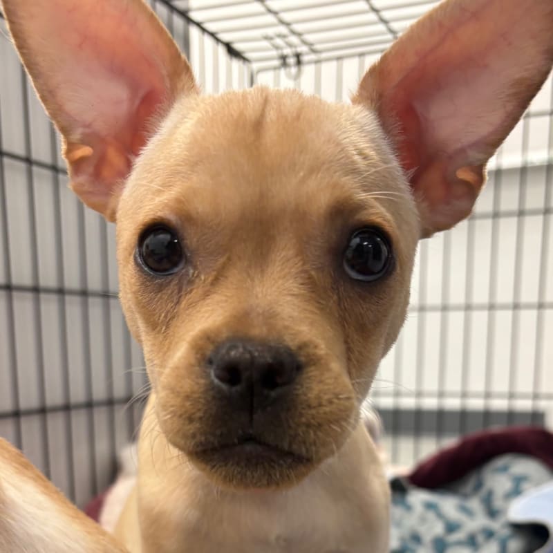 Mira is a Bulldog, French/Chihuahua.