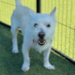 Snowball is a Terrier, Parson Jack Russell.