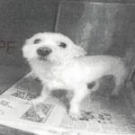Snowball is a Terrier, Parson Jack Russell.