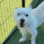 Snowball is a Terrier, Parson Jack Russell.