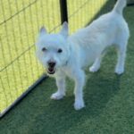 Snowball is a Terrier, Parson Jack Russell.