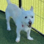 Snowball is a Terrier, Parson Jack Russell.