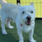 Snowball is a Terrier, Parson Jack Russell.