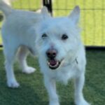 Snowball is a Terrier, Parson Jack Russell.