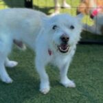 Snowball is a Terrier, Parson Jack Russell.