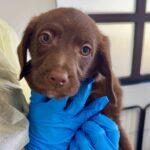 Cosmo is a Mixed Breed (Small).