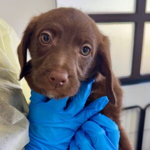 Cosmo is a Mixed Breed (Small).