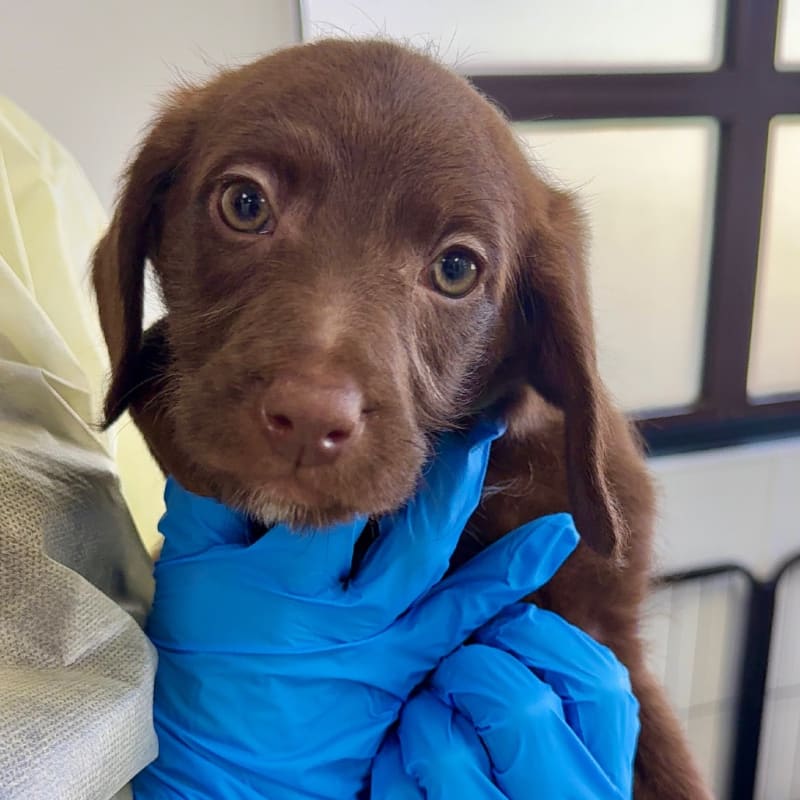 Cosmo is a Mixed Breed (Small).