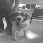 Zeus is a Shepherd, Australian/None.