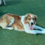 Zeus is a Shepherd, Australian/None.