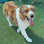 Zeus is a Shepherd, Australian/None.