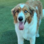 Zeus is a Shepherd, Australian/None.