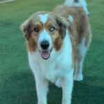 Zeus is a Shepherd, Australian/None.