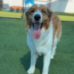 Zeus is a Shepherd, Australian/None.