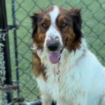 Abby is a Shepherd, Australian/None.