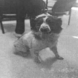 Abby is a Shepherd, Australian/None.