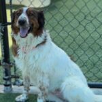 Abby is a Shepherd, Australian/None.