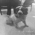 Abby is a Shepherd, Australian/None.