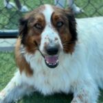 Abby is a Shepherd, Australian/None.