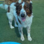 Abby is a Shepherd, Australian/None.