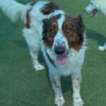 Abby is a Shepherd, Australian/None.