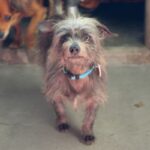 Little is a Terrier/None.