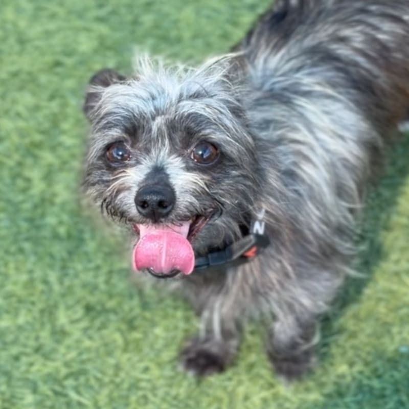 Little is a Terrier/None.