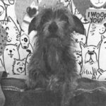 Little is a Terrier/None.