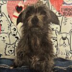 Little is a Terrier/None.